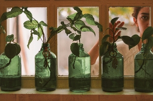 Plant Swap